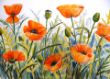 Papaver oriëntale (klaproos) - Marie-José Mol - 60x80 cm - aquarel.jpg