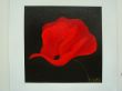 Picardische klaproos - Felice  - 20x20 cm - olieverf op linnen.jpg
