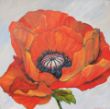 Klaproos - Anneke Poetsma - Huijgen - 100x100 cm - acryl op linnen.jpg